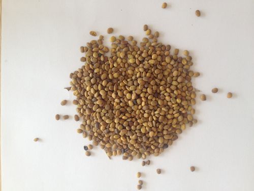 新疆特产 野生药材 苦豆子 500克