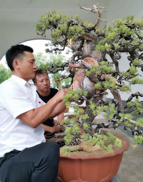 一口气儿看完樊顺利三棵柏树盆景制作