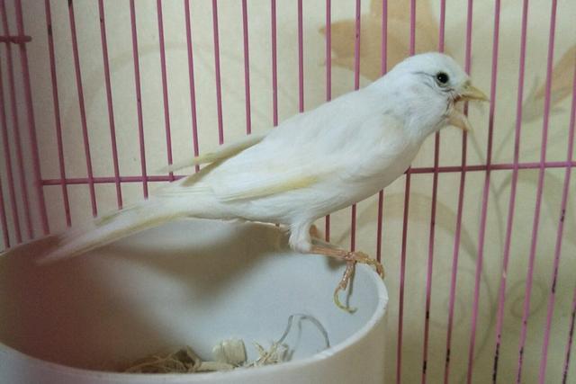 白玉鸟安全,一起来看看