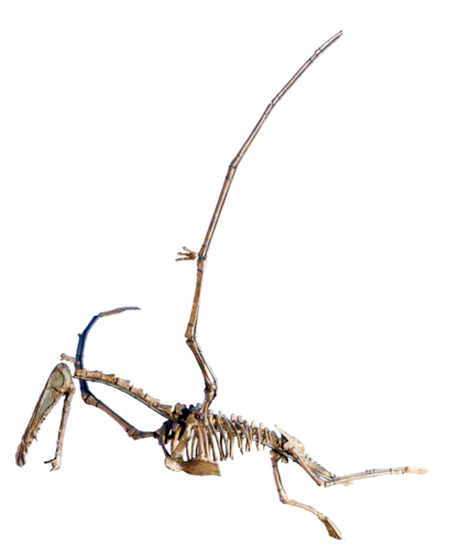 中侏罗世长头狭鼻翼龙