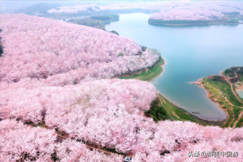 平坝樱花(平坝农场樱花园,50万株樱花竞相怒放)