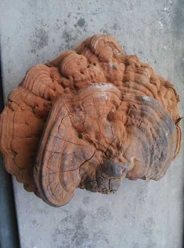 龙眼树上长的这个是灵芝么?