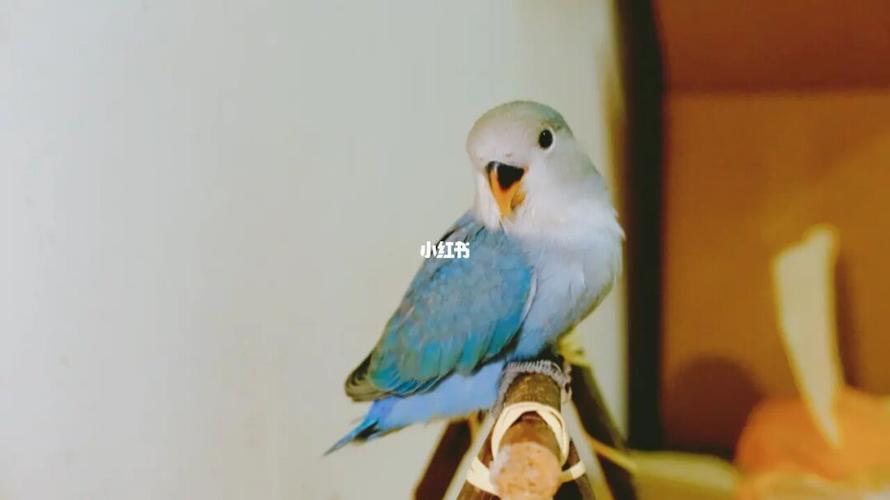 蓝银顶牡丹鹦鹉_牡丹_鹦鹉_永兴住宅小区攻略_手养牡丹鹦鹉_宠物_宠物