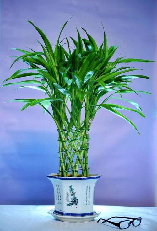 现在是春天,是时候再次购买富贵竹,水培法更美丽