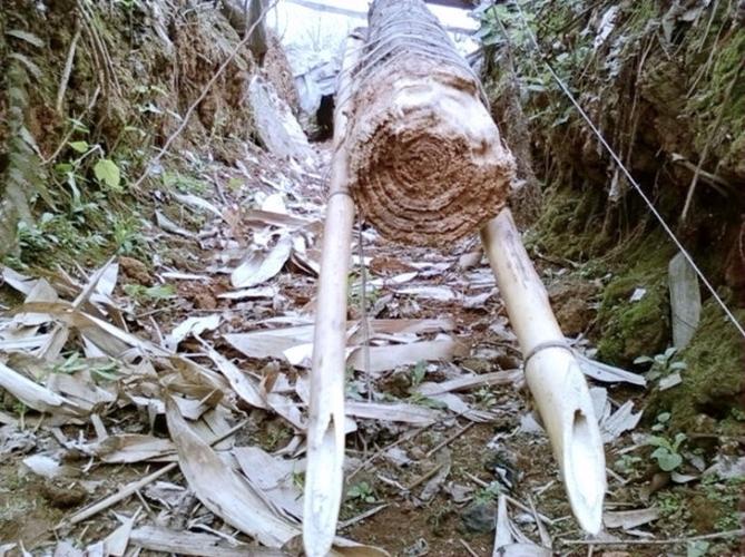 野鸡套 br> br> 野兔套的制作方法