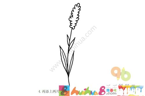 美丽的薰衣草简笔画步骤图
