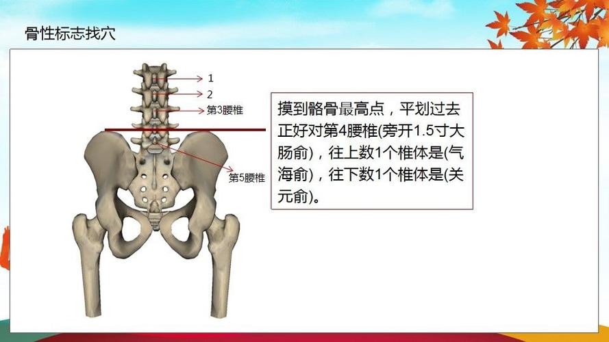 骨性标志和找穴方法