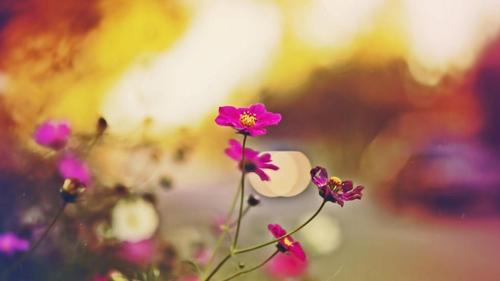 唯美意境迷人花海_植物电脑壁纸-壁纸族