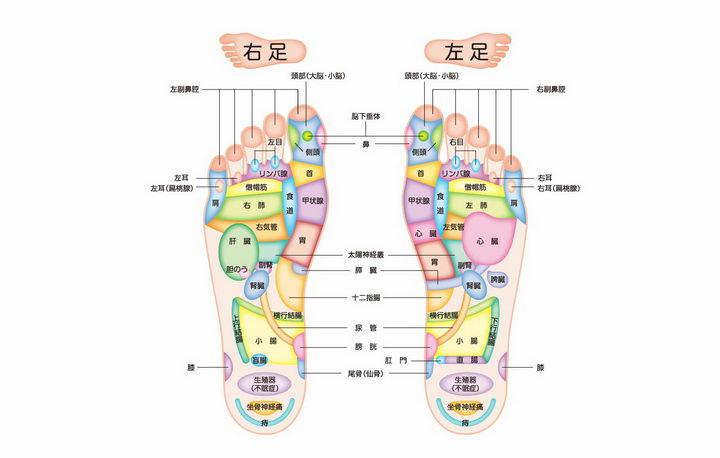 两只脚足底反射区脚底人体穴位图png图片免抠素材