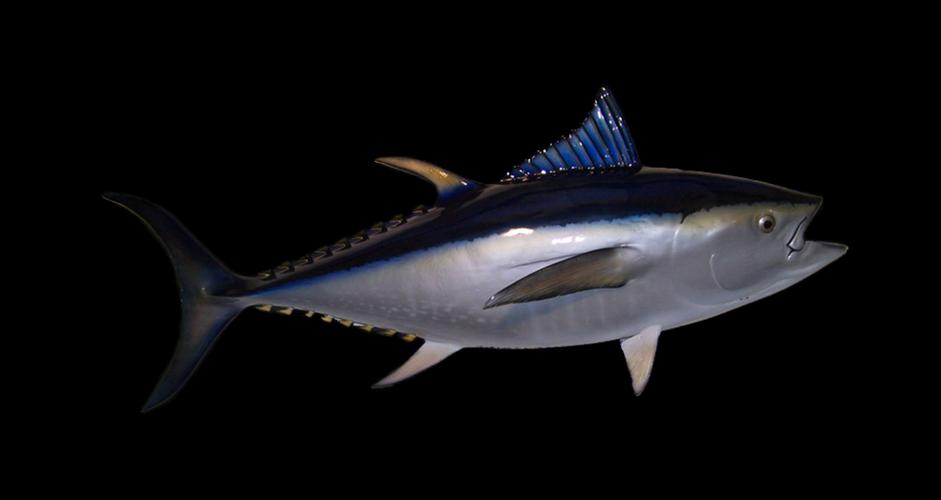 bluefin tuna fish mount