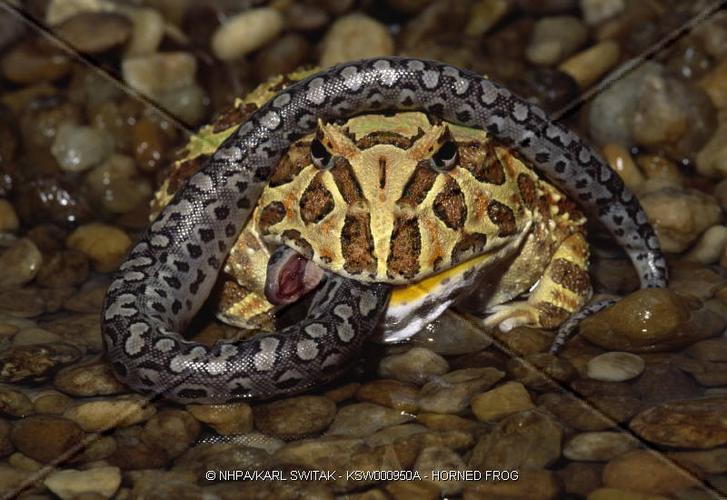 69 两栖爬虫 69 存档1 69 谁说只有蛇吃蛙   角蛙卯起来吞蛇