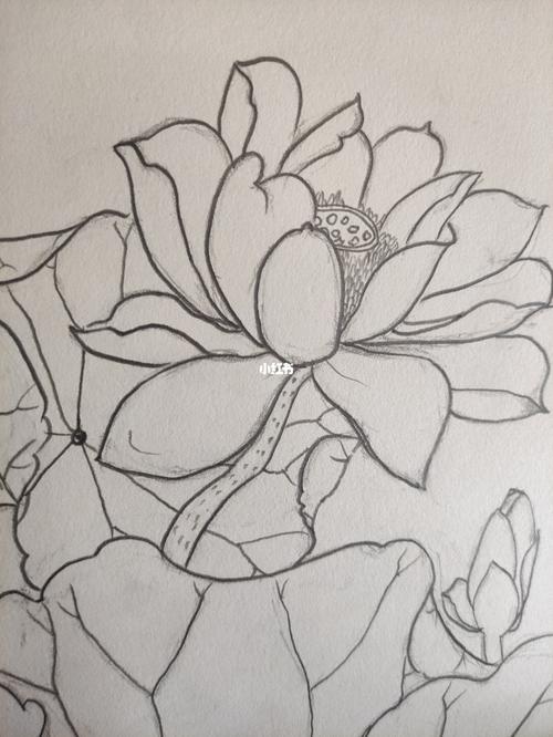 荷花‖铅笔画_铅笔画_简笔画_教程_简笔画教程_文化