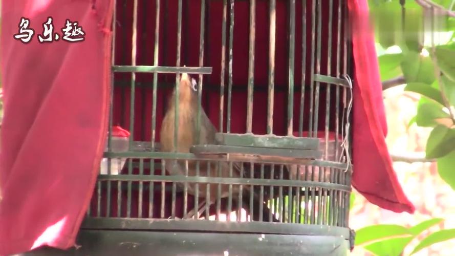 母画眉鸟叫声:母画眉鸟一开唱,引来一群画眉鸟跟着叫