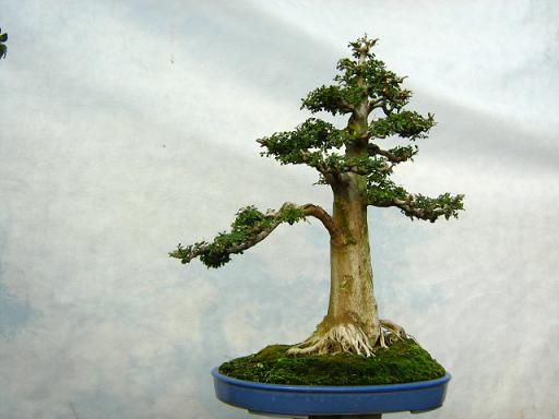 大树型盆景图片