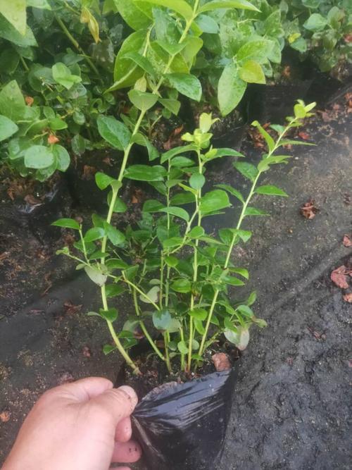 咨询攀枝花蓝莓苗图片批发价格是多少航远苗木
