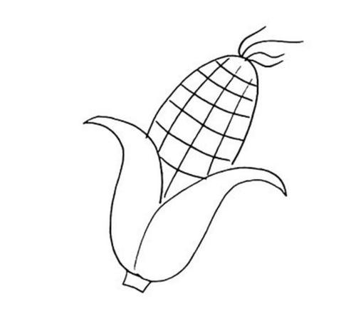 简单的玉米怎么画_玉米简笔画画法步骤教程