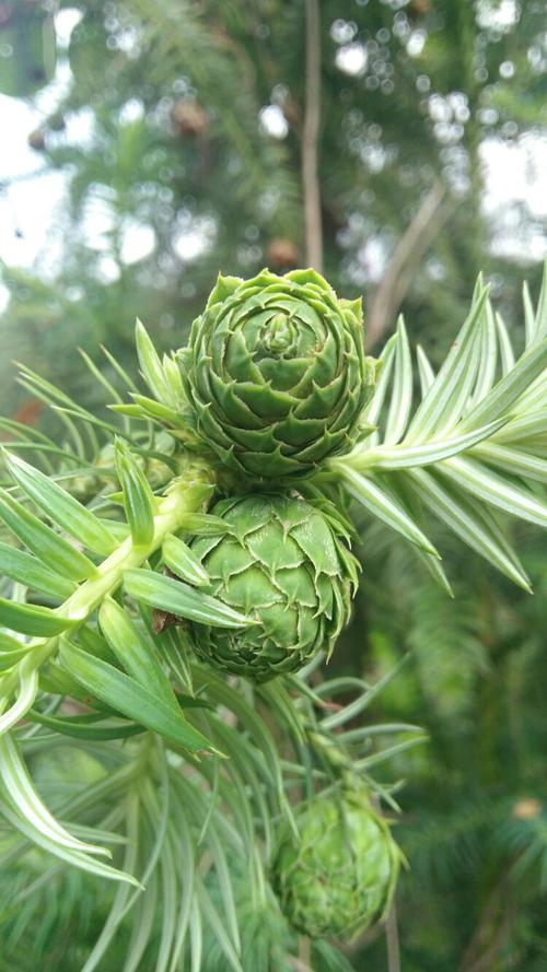 这颗杉树的果子,长的好漂亮!