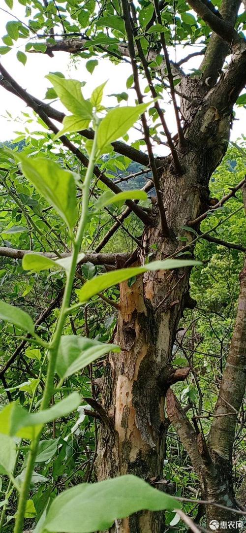 [柘木批发]柘木 穿破石价格1.8元/斤 - 惠农网