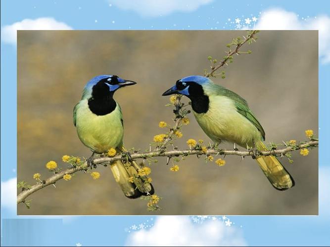 人教新课标一年级语文下册《两只鸟蛋》ppt课件.ppt