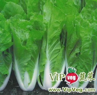 江苏南京玄武_供应台湾456小白菜-白菜种子