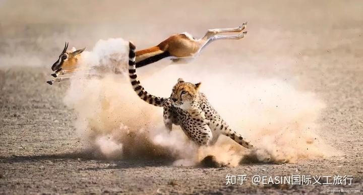 物竞天择,适者生存