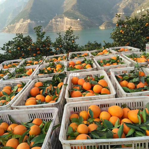 宜昌秭归脐橙上线啦_超市_秭归夏橙_美食_美食测评