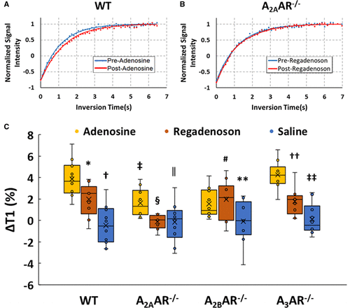 molecular mechanisms of adenosine stress t1 mapping