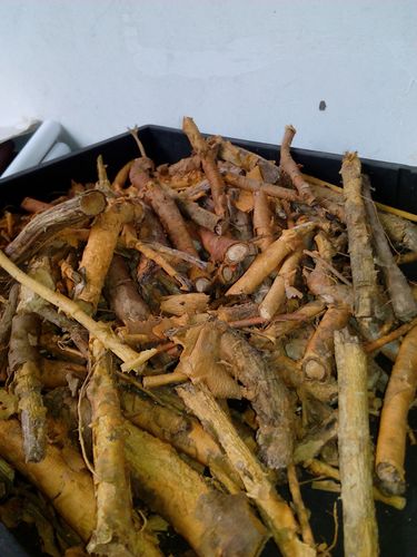 黄龙地壳是什么药材?