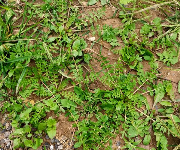 田里有一种野草和荠菜长得很像,你会区分吗?