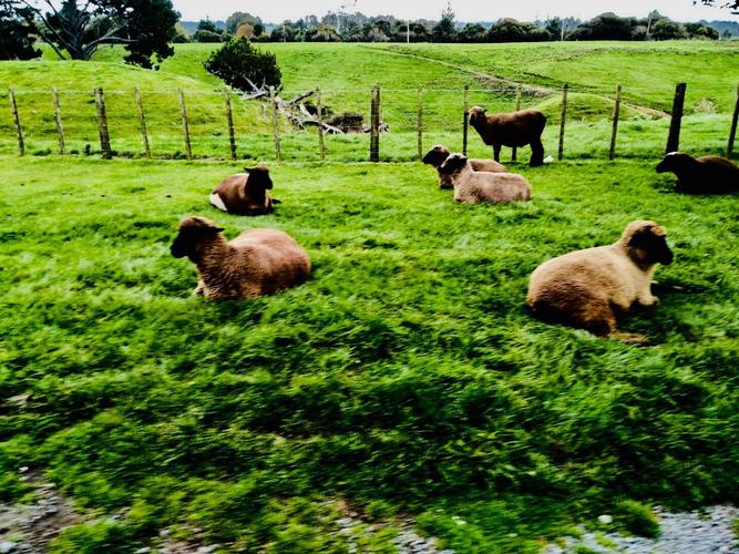 月亮婆婆的相册 澳大利亚新西兰游记之九:罗托鲁瓦之爱歌顿牧场 红