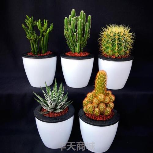 特价仙人球 含盆包邮 送土_仙人掌多肉植物组合盆栽仙人球类肉肉植物