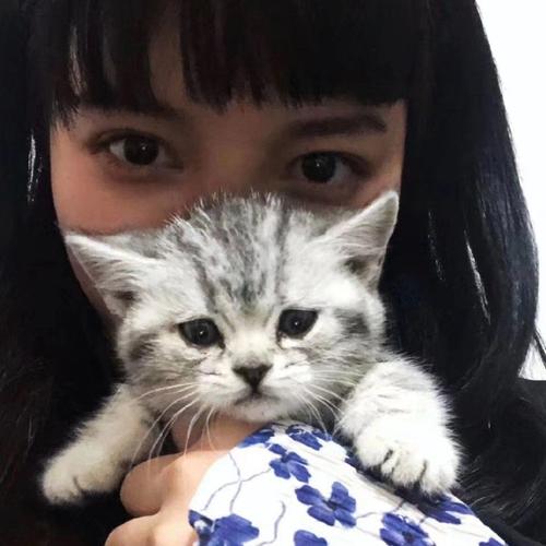 【女生头像】人手一只猫系列 日系少女 小奶猫 萌 可爱