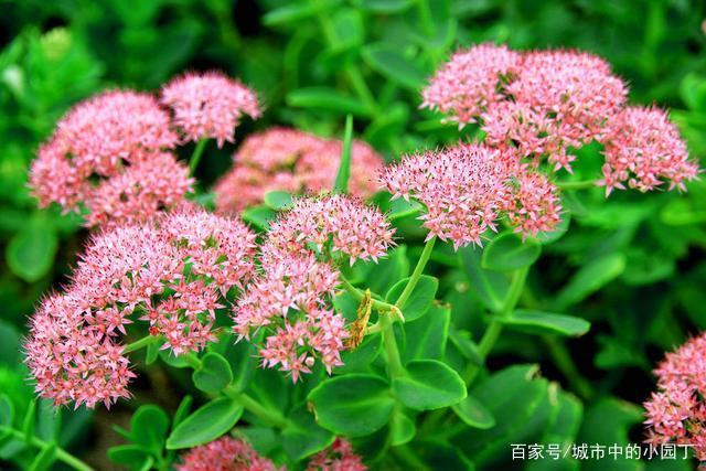 八宝景天盆栽时可以于7月植株开花之前修剪一次,降低植株的高度,促