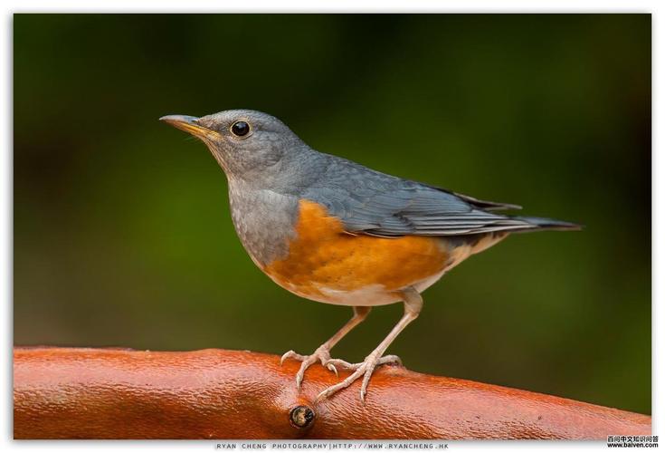 灰背鸫的外形特征,地理分布,生活习性,生长繁殖,保护现状