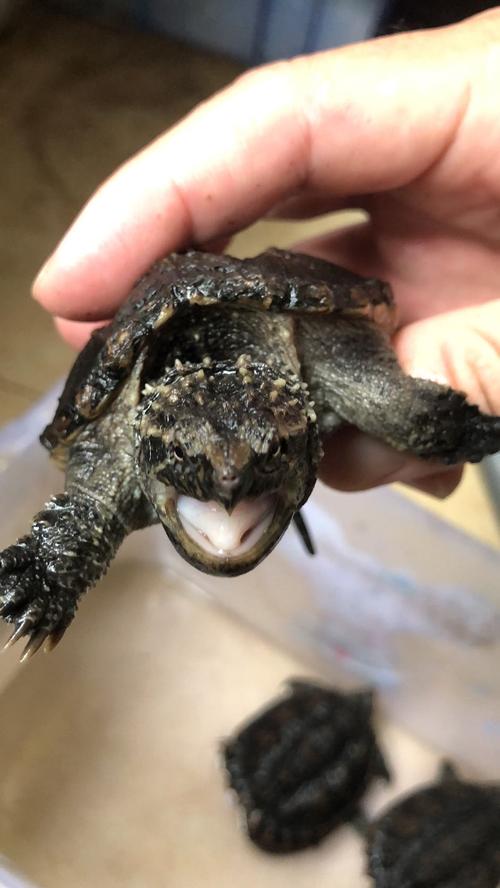 鳄龟苗凶猛鳄鱼龟真鳄龟爆刺杂佛正宗纯佛宠物龟观赏龟北美小鳄龟