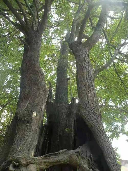 百年百树 71 | 松江区死而复生的"公孙树"_古树