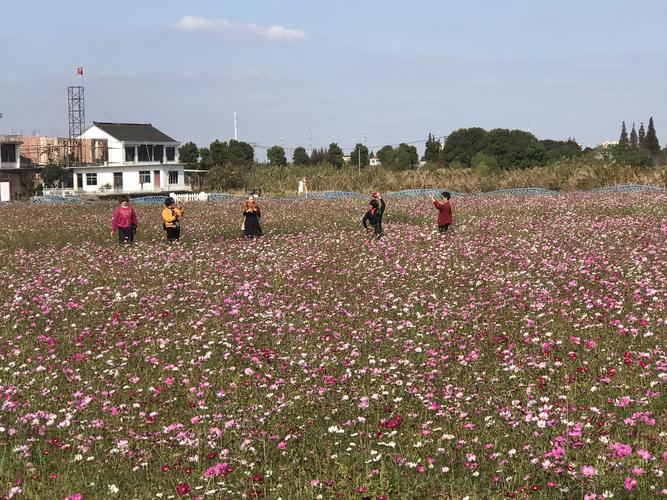 幸运花海吴家湾