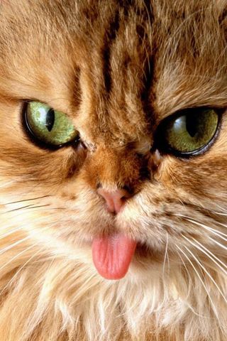 小猫吐舌头的贺卡 猫吐舌头贺卡