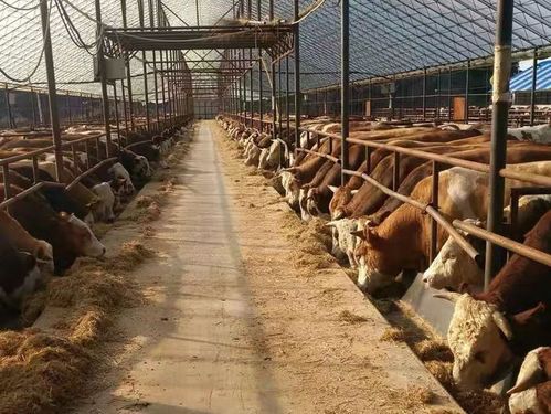 养殖场|饲料|母牛|肉牛_网易订阅