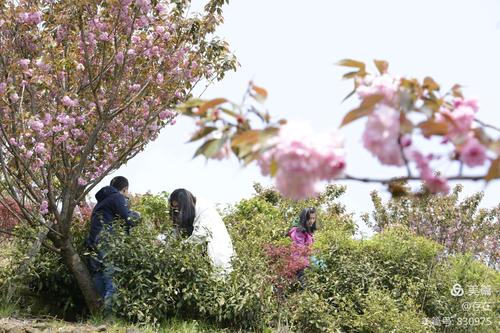 04.12号余姚上马岗樱花基地