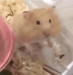 嘿嘿小仓鼠动态表情包