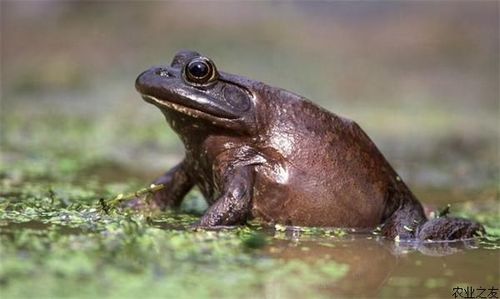 美洲牛蛙蔓延成灾,正沿西北部蒙大拿州境内的黄石河顺流而下,对土生蛙