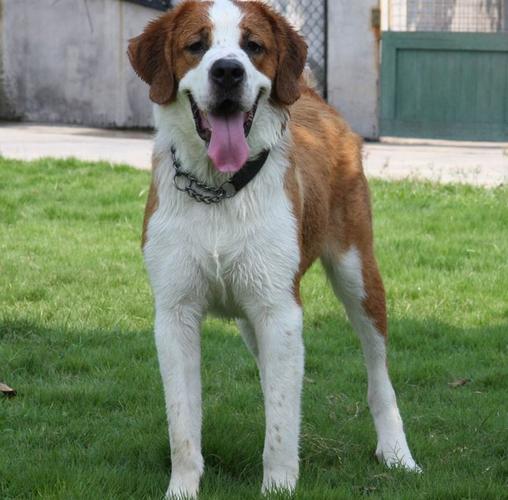 纯种圣伯纳犬 圣伯纳犬出售 长锦 专业圣伯纳犬养殖厂家 圣伯纳幼犬