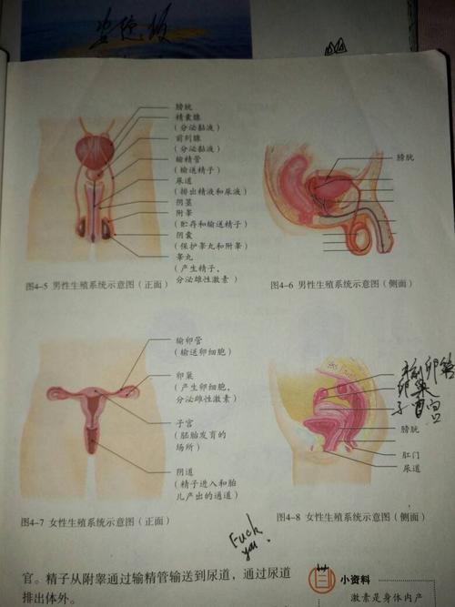 谁有初二生物书内的,学男女生殖器官的那张,我记得那章介绍女的阴道