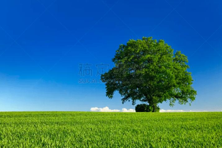 这些关于大树风景图片千万别错过