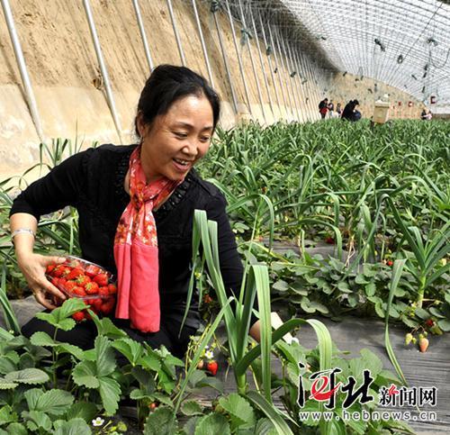 固安县发展温棚蔬菜种植产业开拓生态采摘农家乐图