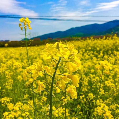 梯田遇上油菜花美出了层次