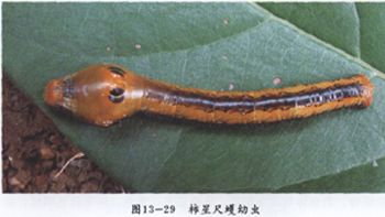 柿星尺蠖