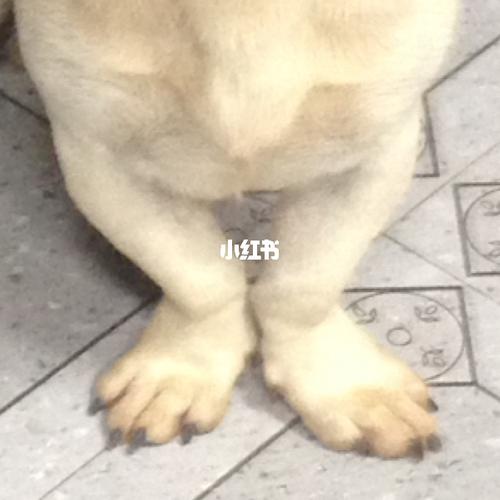 为啥狗勾总是喜欢外八字站姿