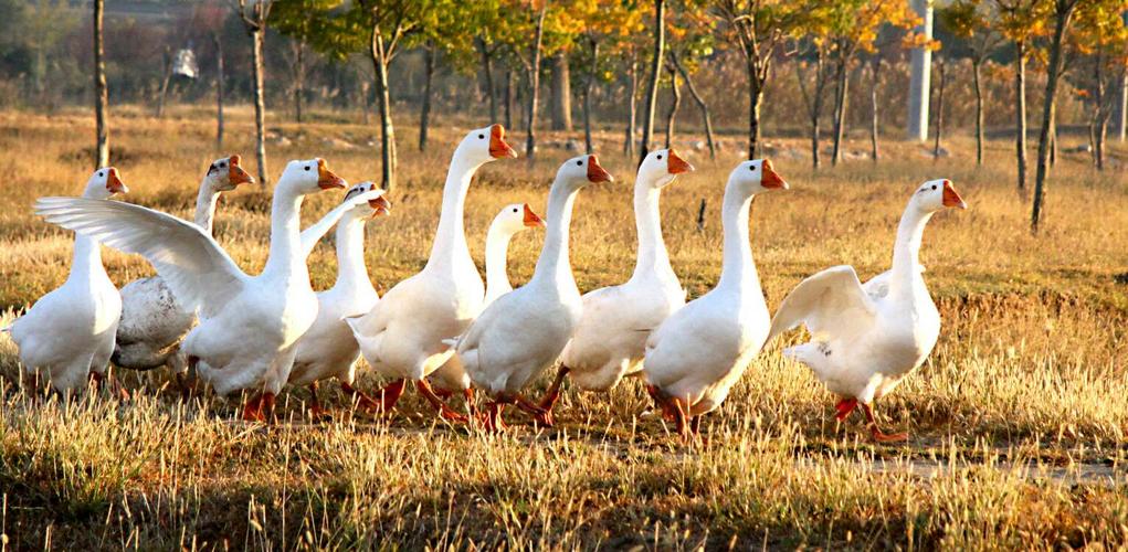 《那群鹅的早晨》在运河街道,葛城村,张庄600亩的多彩